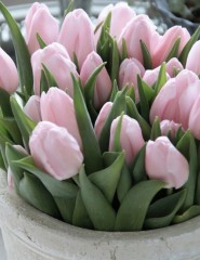 картинка тюльпаны, pink flowers - , для мобильного телефона