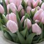 тюльпаны, pink flowers на телефон