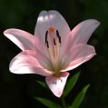 лилия розовая, фото