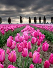   , pink tulips - ,   