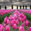  , pink tulips  