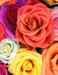 картинка Love Blooms, Roses - , для мобильного телефона
