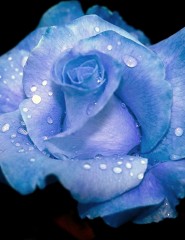 картинка Голубая роза - , для мобильного телефона