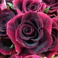 , rose 'Black Beauty&