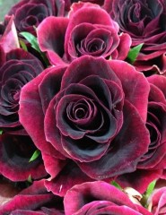  , rose 'Black Beauty& - ,   