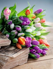 картинка тюльпаны разных цветов - , для мобильного телефона