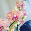 orchid, красивая орхидея