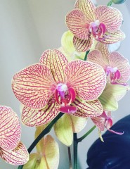  orchid,   - ,   
