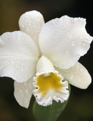 Cattleya Orchid - ,   