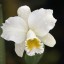 Cattleya Orchid  