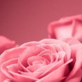 картинки розовые розы на розовом фоне для телефона