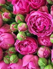 картинка красивые розы, бутоны - , для мобильного телефона