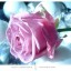 нежно-розовая роза на телефон