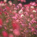 картинки Летние цветы для телефона