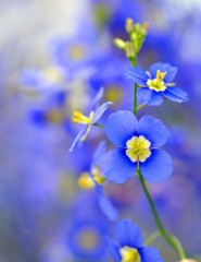  , blue flower - ,   