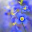 , blue flower  