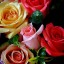 roses,    