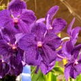 яркая фиолетовая орхидея