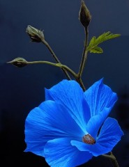 картинка blue flower, синий цветок - , для мобильного телефона