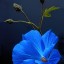 blue flower,    