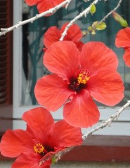 картинка Красные цветы гибискуса - Ветка гибискуса с красными   цветами и зелеными листьями, свисающая перед  окном в деревянной раме., для мобильного телефона