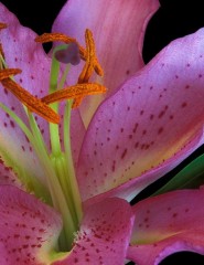  Exotic Lily - ,   