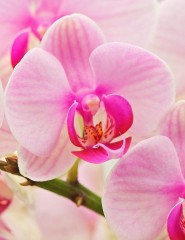  Hybrid Orchids - ,   