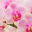 Hybrid Orchids  