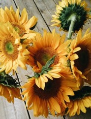  , yellow flowers - ,   