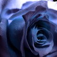 картинка для сотового телефона "фотография синей розы"