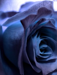 картинка фотография синей розы - , для мобильного телефона