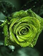   , green rose - ,   