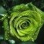 , green rose  
