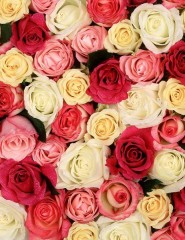 картинка Fragrant Roses - , для мобильного телефона