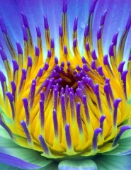  Electric, Water Lily - ,   