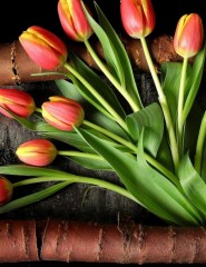 картинка тюльпаны, кора дерева - , для мобильного телефона