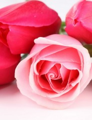 картинка роза и тюльпаны - , для мобильного телефона