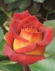 картинка роза, beautiful orange rose - , для мобильного телефона