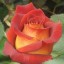 , beautiful orange rose  