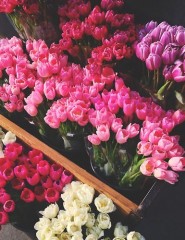 картинка тюльпаны на витрине, цветы - , для мобильного телефона