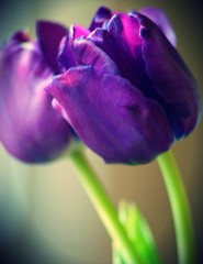 картинка фиолетовые тюльпаны на фото - , для мобильного телефона