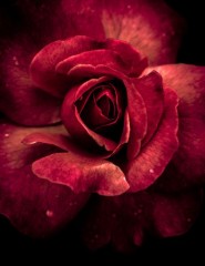 картинка потрясающая роза, rose - , для мобильного телефона