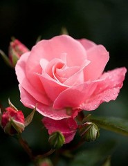 картинка роза, pink, нежность - , для мобильного телефона