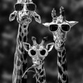 три прикольных жирафа