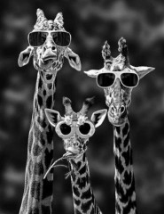 картинка три прикольных жирафа - , для мобильного телефона