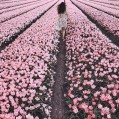 картинки девушка, поле, тюльпаны для телефона