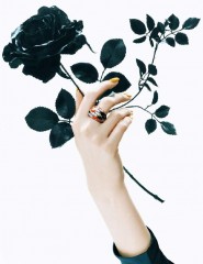 картинка чёрная роза - , для мобильного телефона