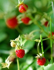  , wild strawberries - ,   