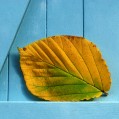 картинка для сотового телефона "красивый лист, осень"