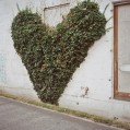 картинки зеленое сердце на стене для телефона